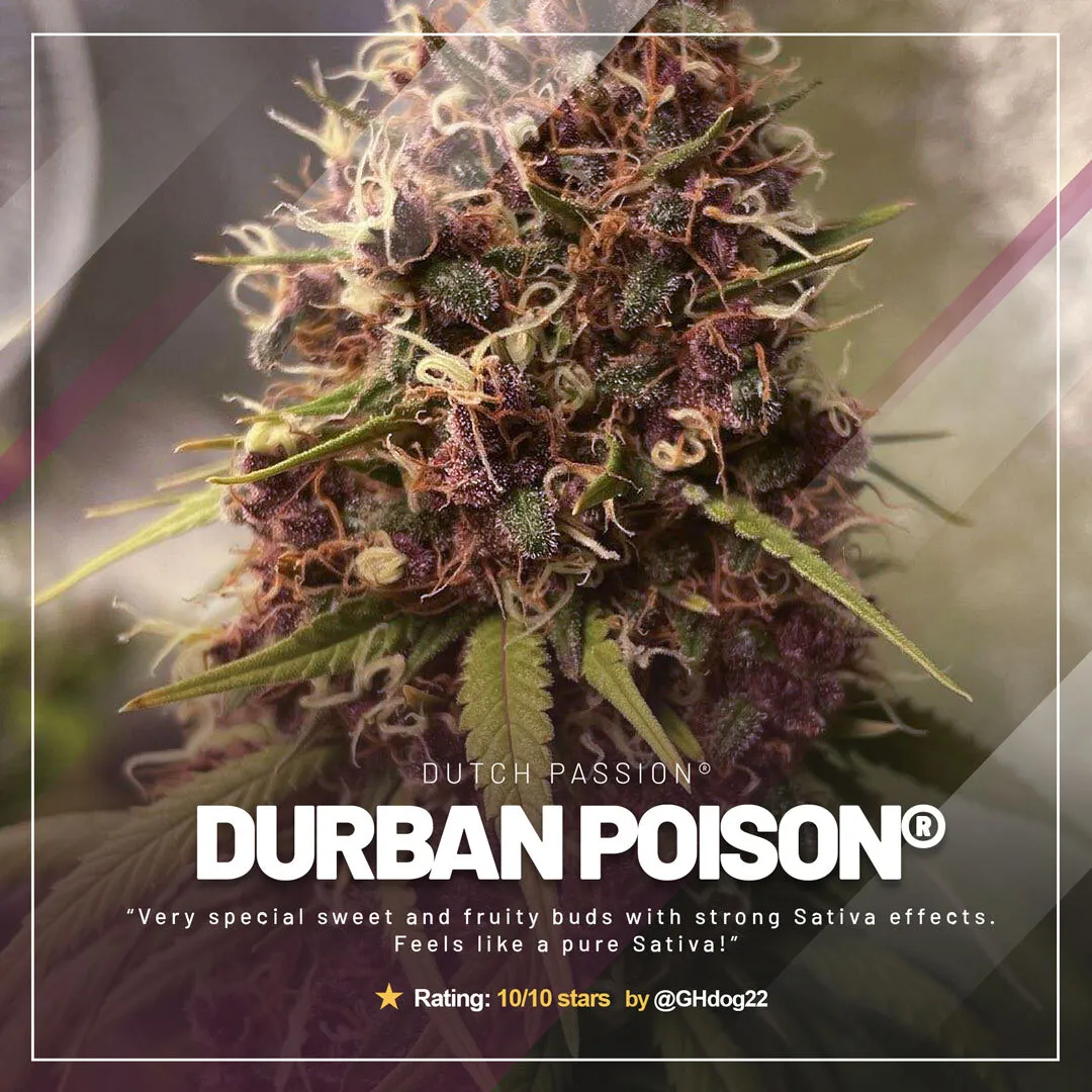Durban-Poison-dutch-passion-seed-company-grow-review